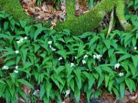 Blüten unter bemooster Baumwurzel